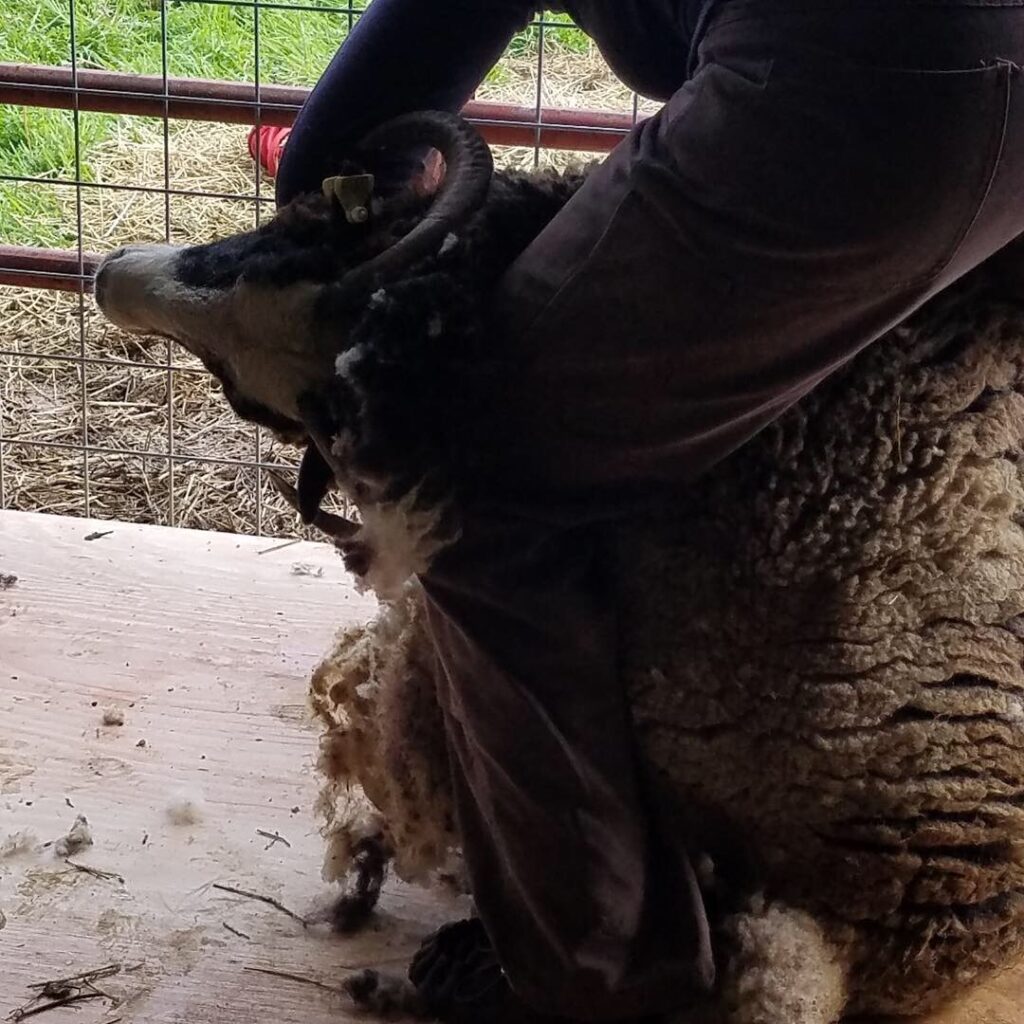 A black-and-white spotted sheep with horns leans against a sheep shearer's bent left knee in brown pants