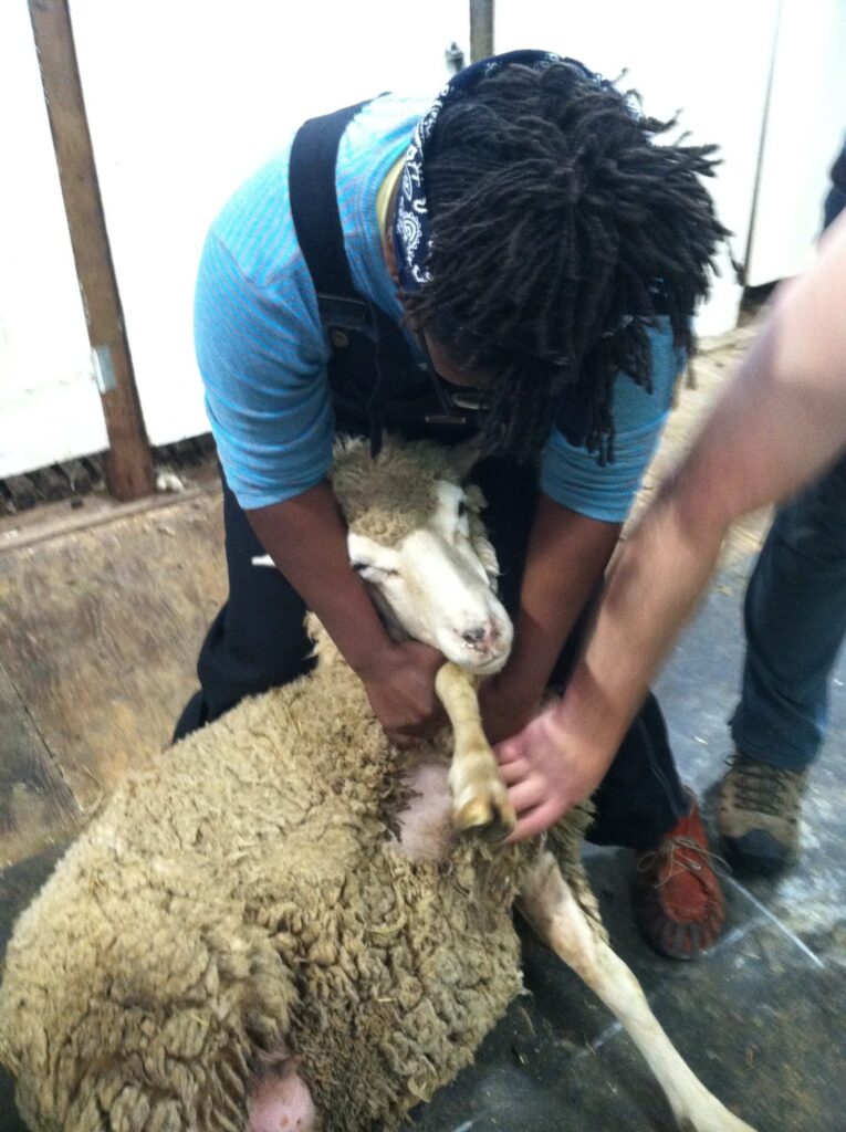 A Black woman in dreadlocks, blue shirt, and black overalls holds a white sheep laying on its side, a preparation step before she shears the sheep's belly wool off